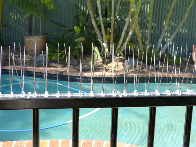 Stainless steel bird spikes on PC base installed on the pool fence for birds control.