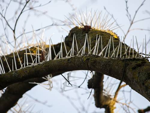 A tree installed with 100%polycarbonate bird spikes.